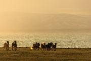 Horses in the sunset 0001