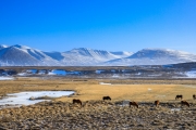 Icelandic horses in the wild 0001